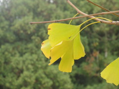 イチョウの季節②