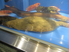 水槽の中泳ぐ魚を撮影