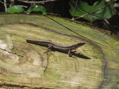 丸太の上のトカゲ