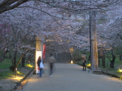 太宰府竈門神社と桜　④