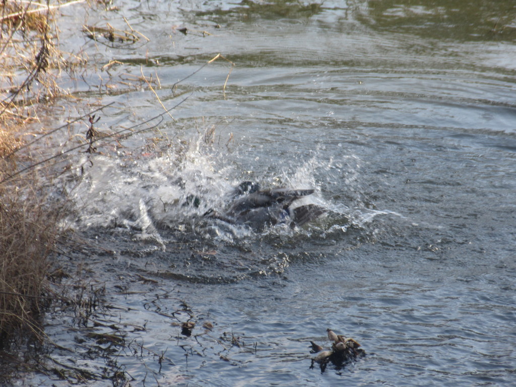 カモの水あそび①