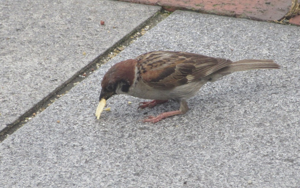 ポテトチップスを食べるスズメ①