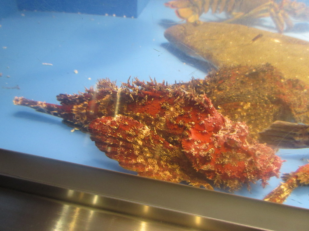 水槽の中の魚たち⑧