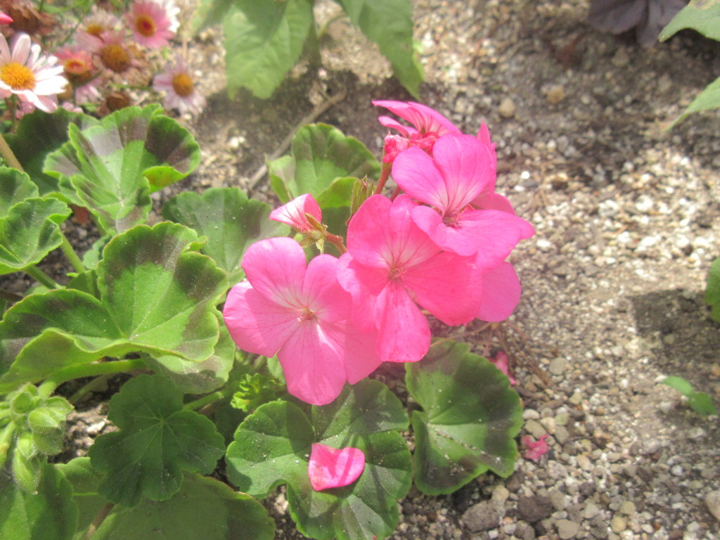 街中で撮れたお花　②