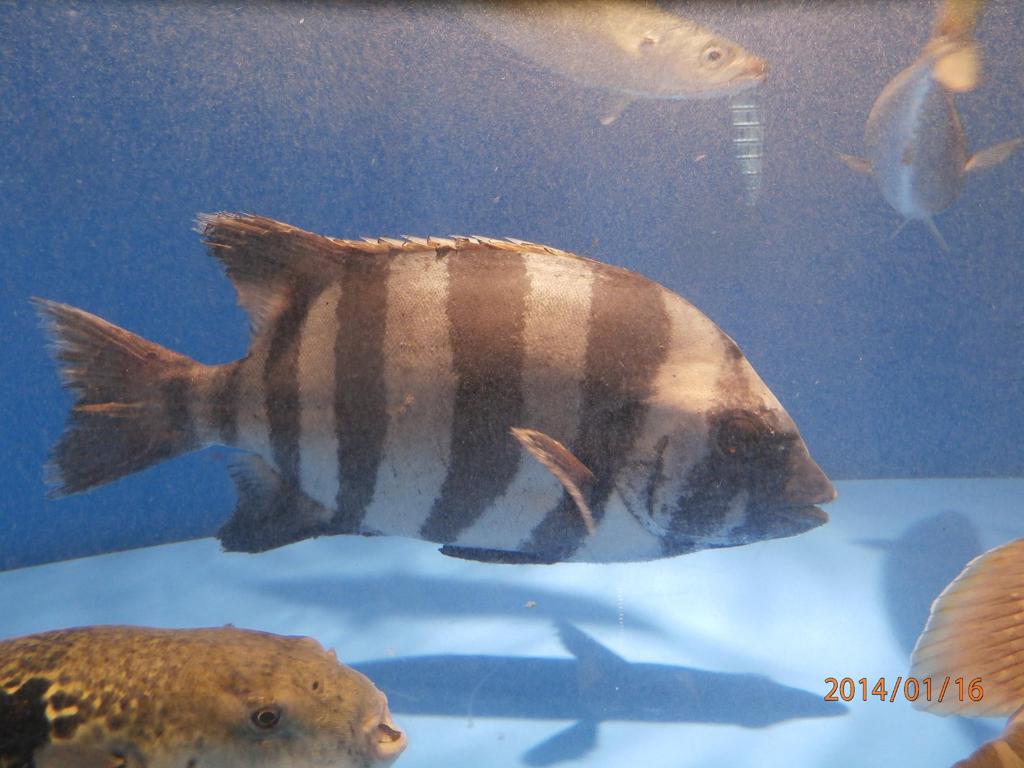 水槽の中で泳ぐ魚②