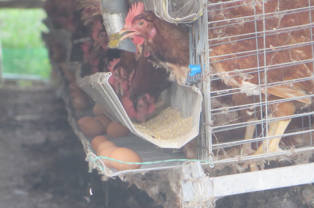 養鶏場にて①