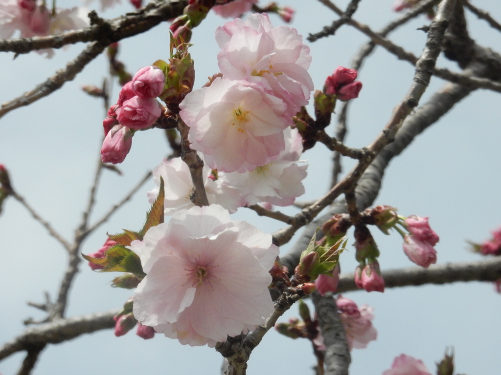 福岡城の桜　⑦
