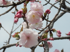 福岡城の桜　⑦