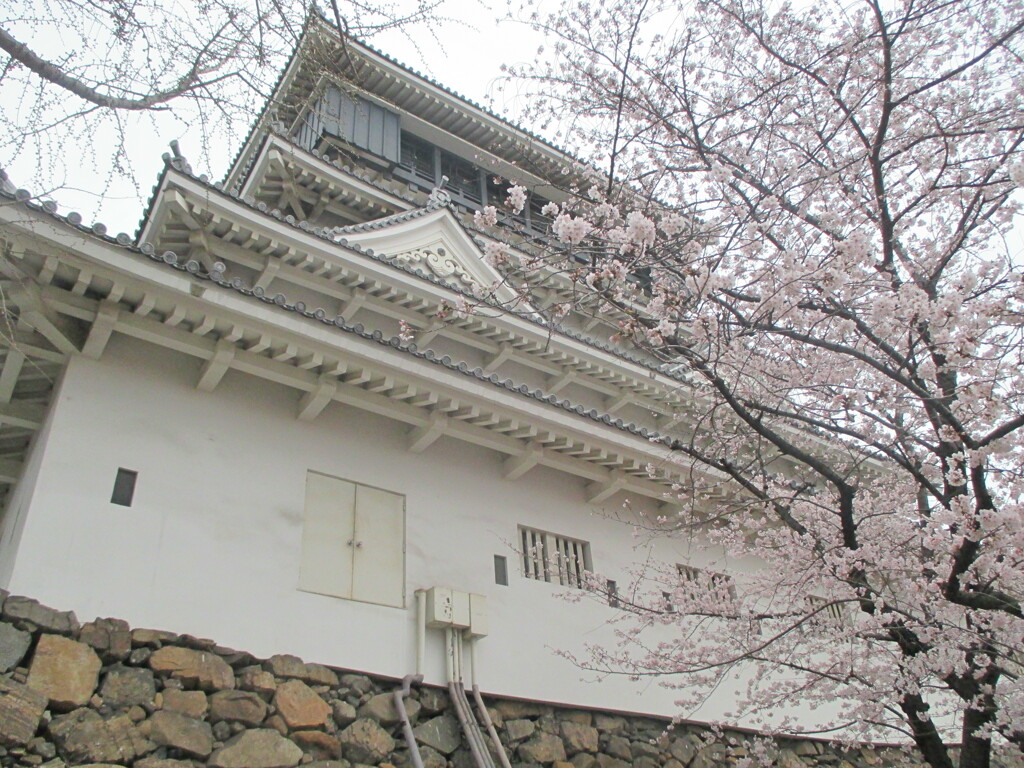 小倉城公園の桜　⑨