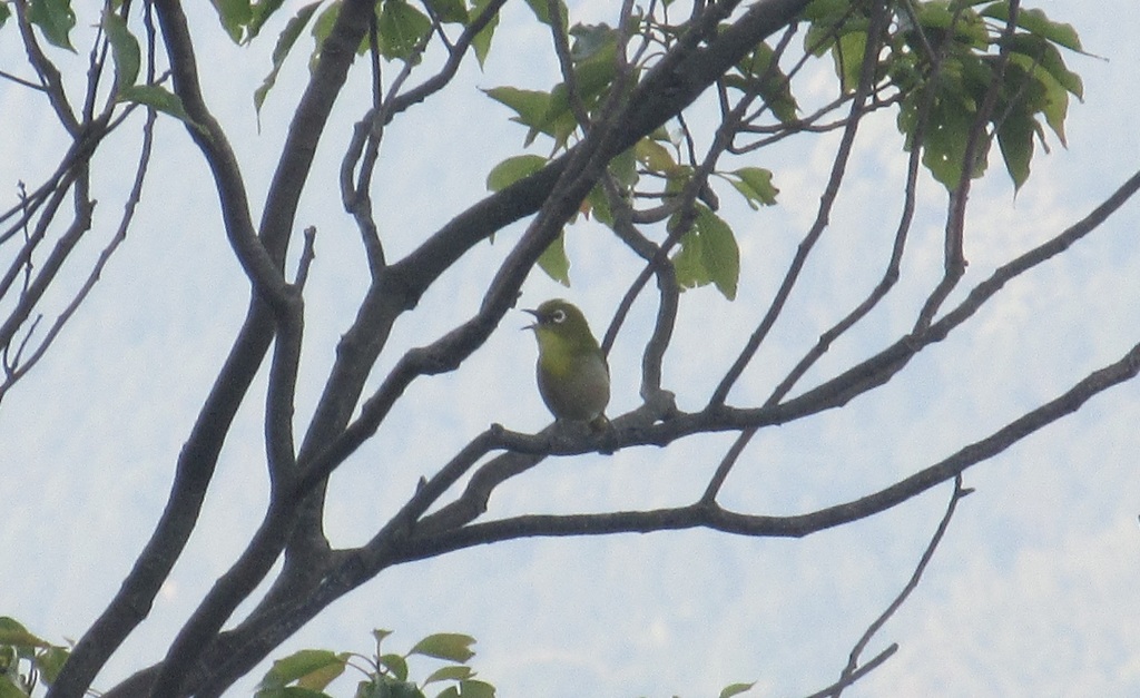 まだまだ頑張ってるメジロ②