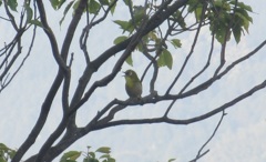 まだまだ頑張ってるメジロ②