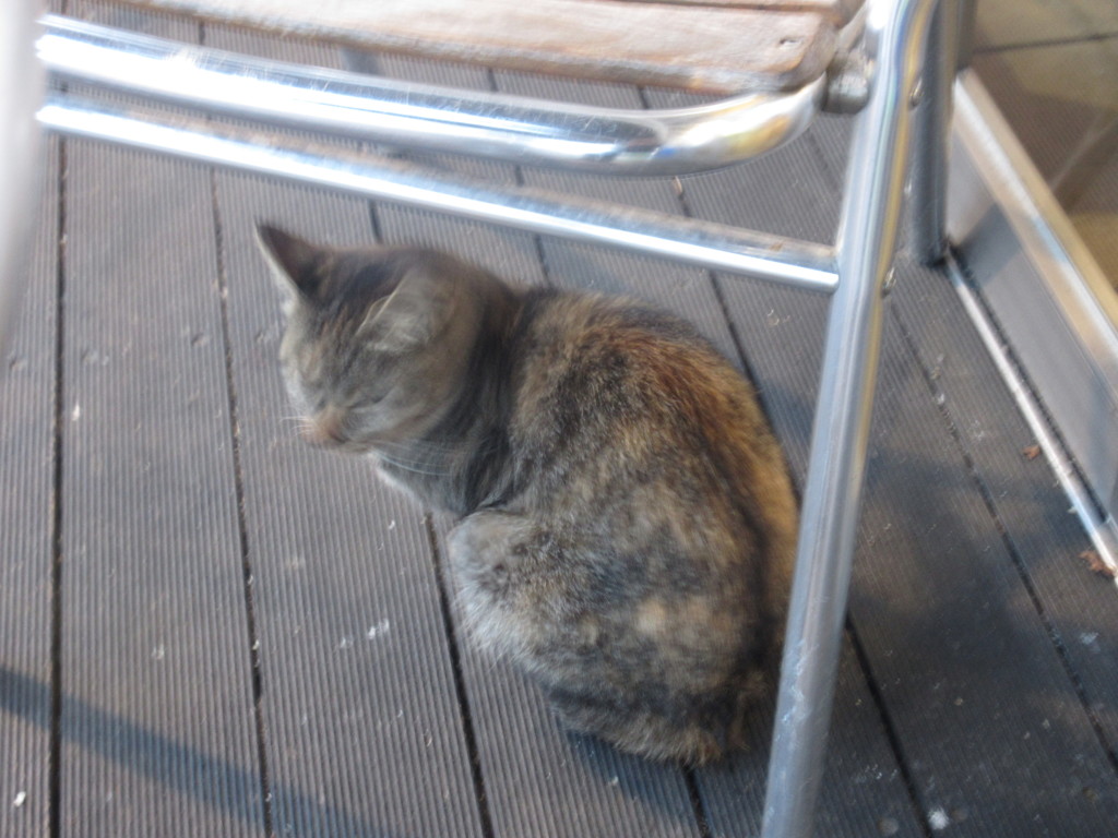 椅子の下の猫ちゃん