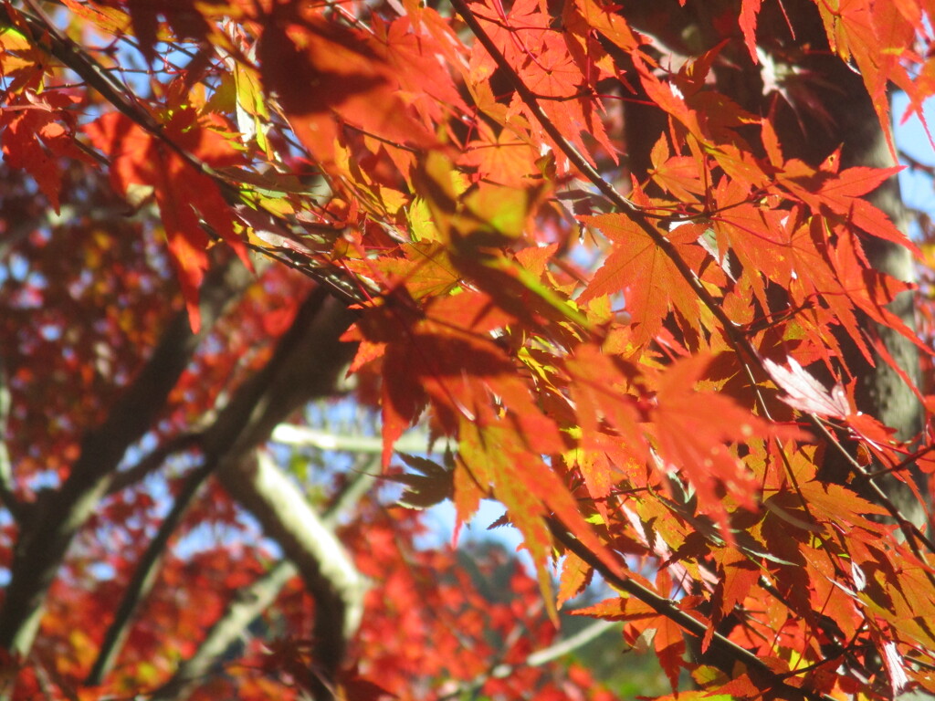 秋の紅葉　①