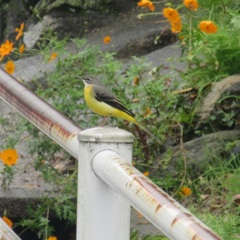 先日佐賀県のある田舎で撮影したキセキレイです。