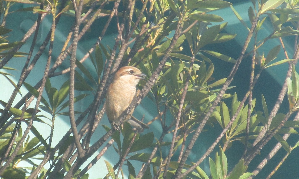 木の上のモズ②