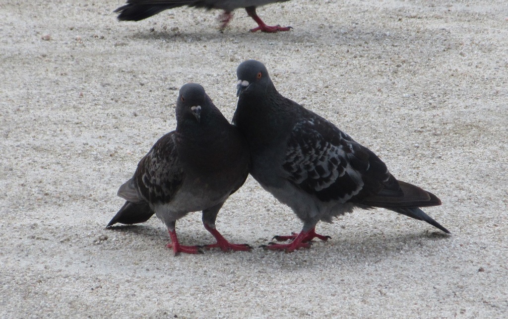 二匹の鳩②