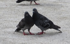 二匹の鳩②