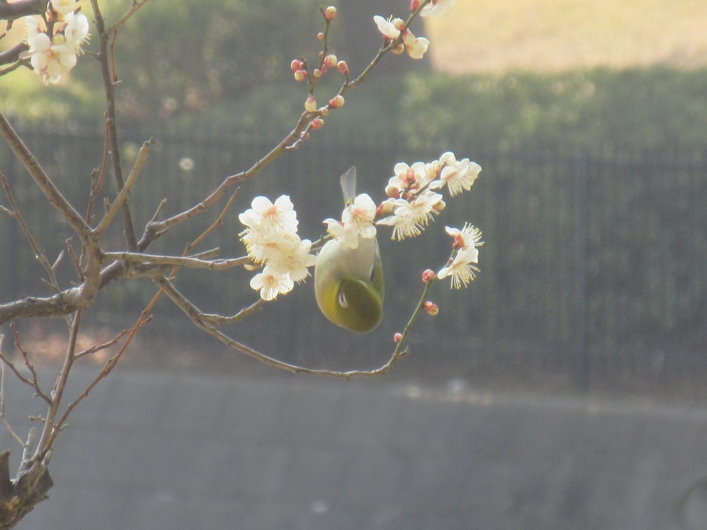 公園のメジロ②