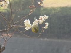 公園のメジロ②