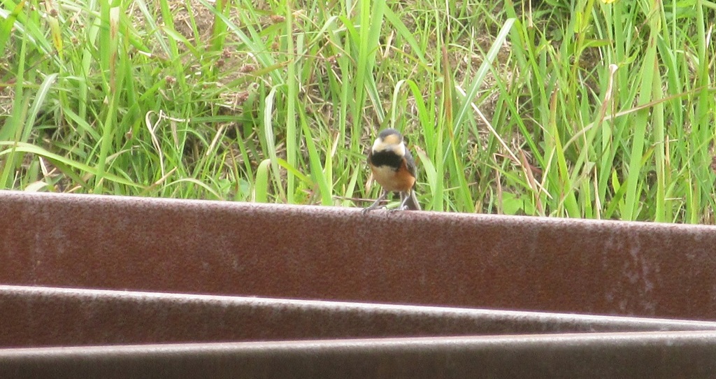 柵にとまるヤマガラ②
