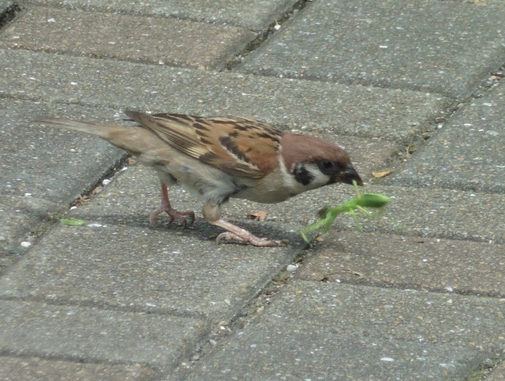 草を食いちぎるスズメ①