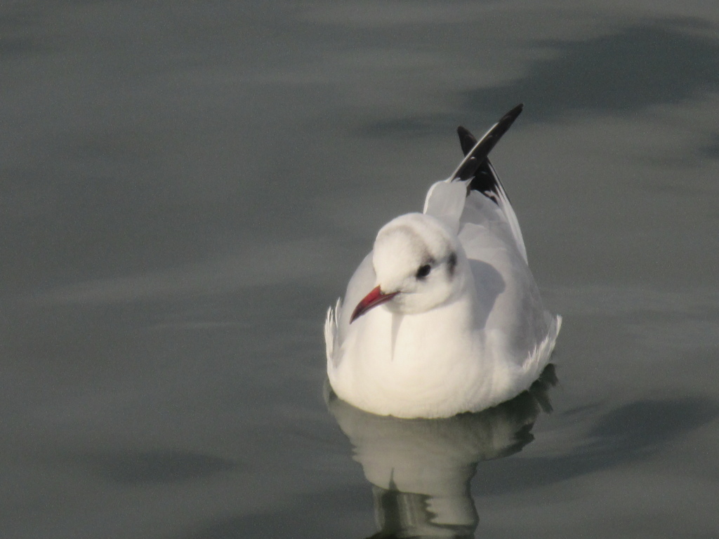 博多港のゆりかもめ　①