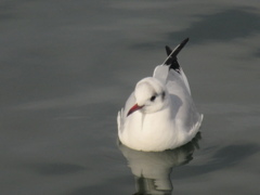 博多港のゆりかもめ　①