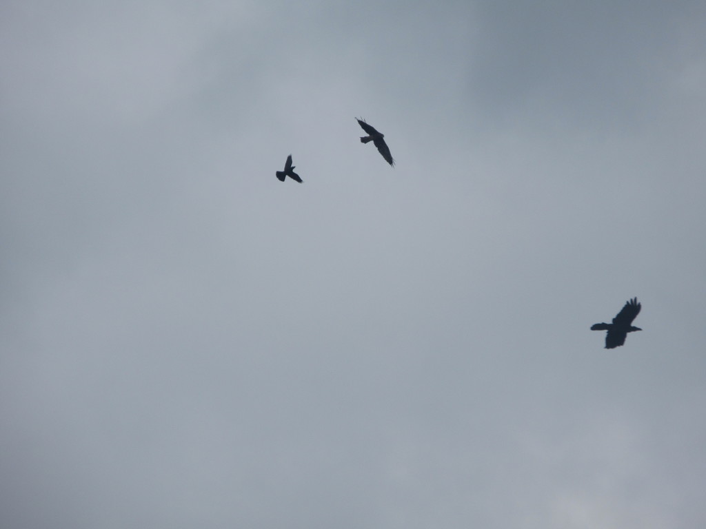 3匹で仲良く飛ぶカラス