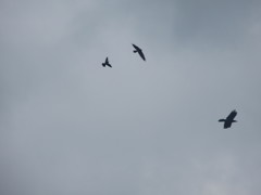 3匹で仲良く飛ぶカラス
