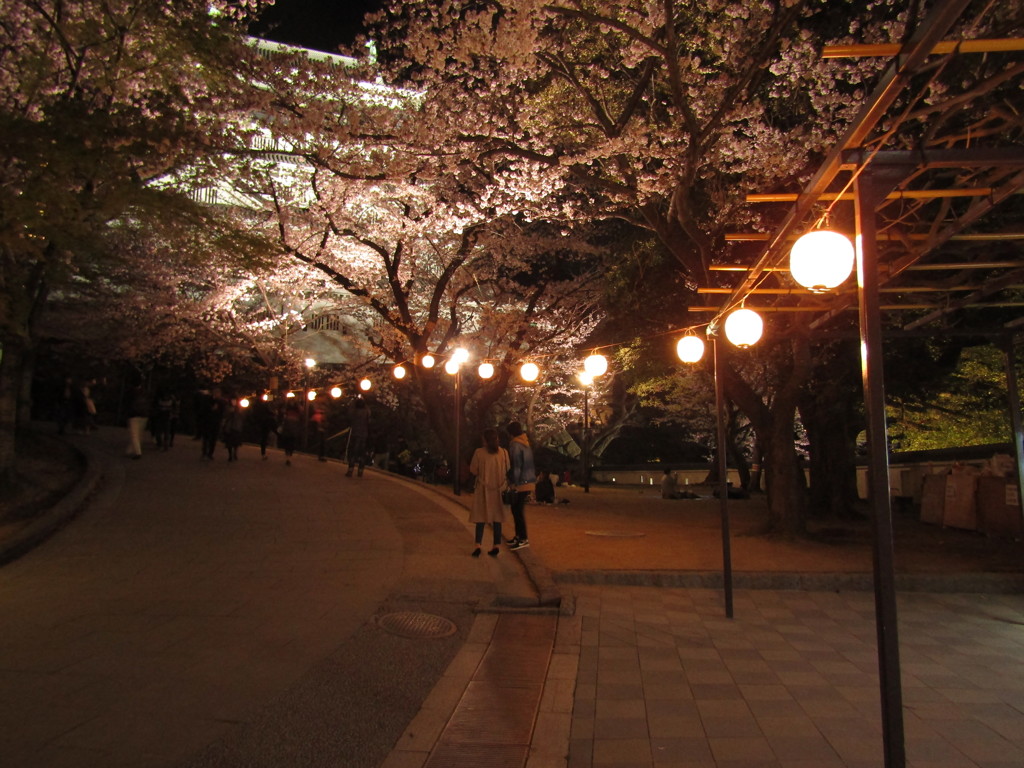 夜桜　⑧