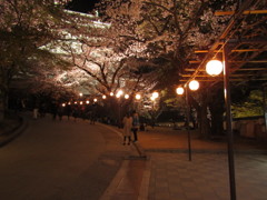 夜桜　⑧