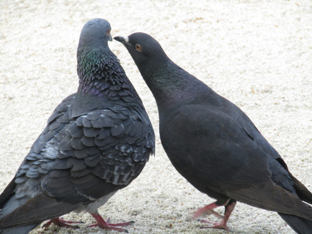 ハト同士が　①