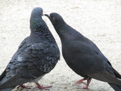 ハト同士が　①