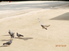 鳩が飛んできたところ②