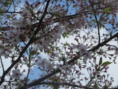 散る桜①