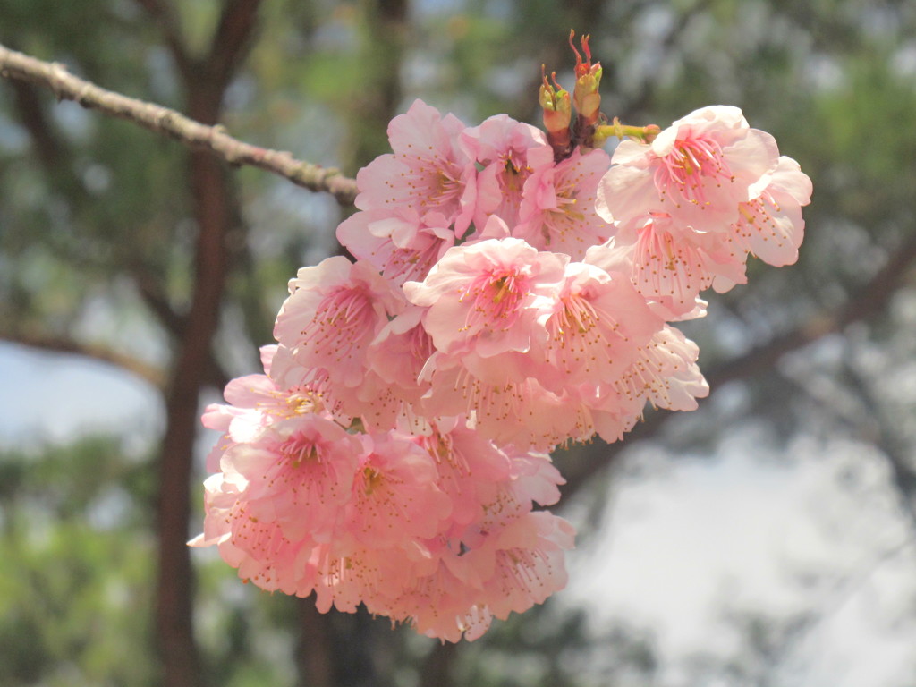 福岡市内の桜の開花④