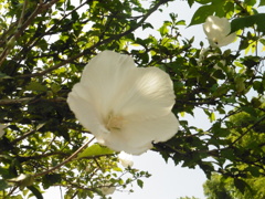 珍しい白い花