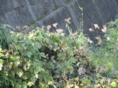 いっせいに羽ばたくスズメの群れ　①