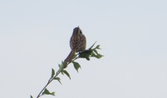 鳴くホオジロ
