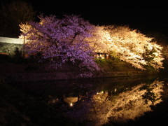 夜桜　福岡の舞鶴公園にて　①