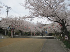 福岡の桜　⑦