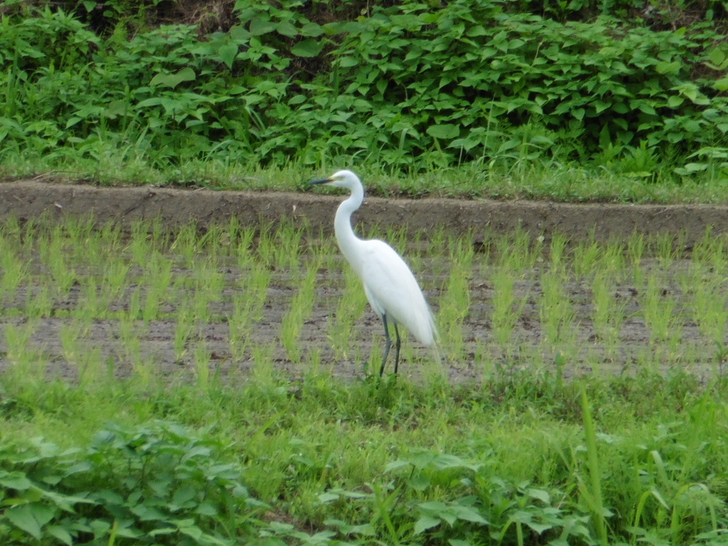 田んぼにたたずむサギ①