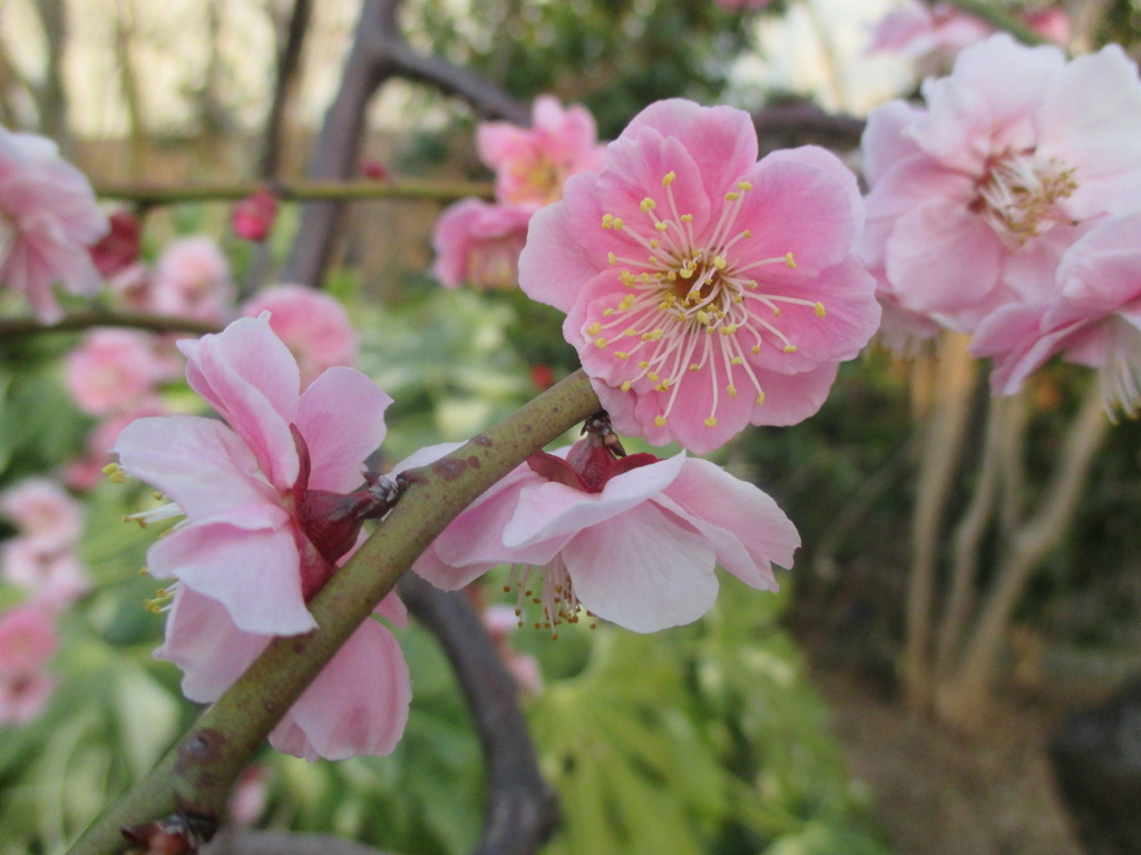 博多シティ屋上の桜　②