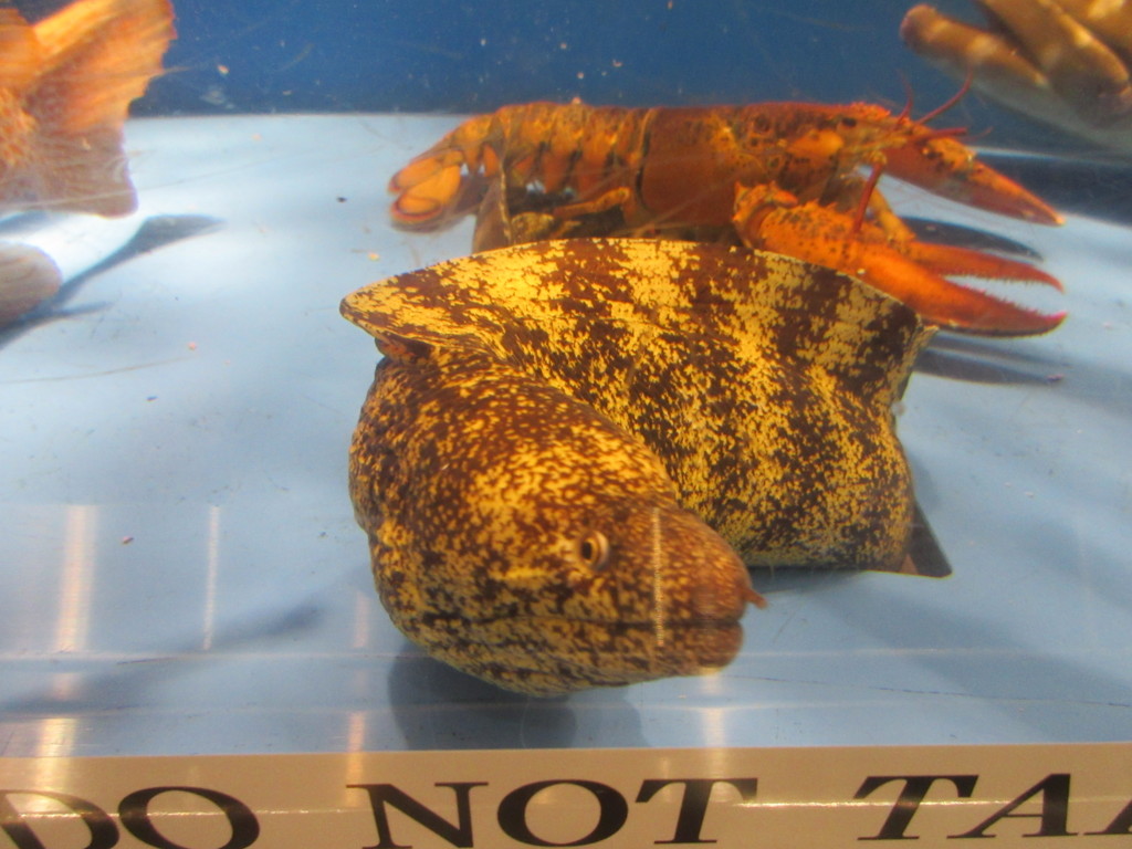 水槽の中の魚②
