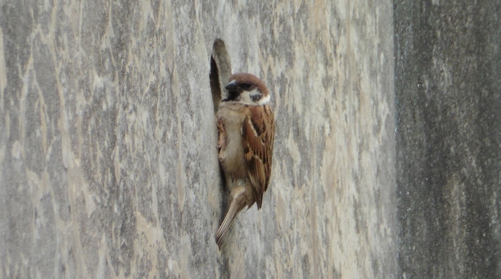 壁にしがみつき排水溝の中を覗き込むスズメ