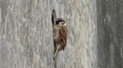 壁にしがみつき排水溝の中を覗き込むスズメ