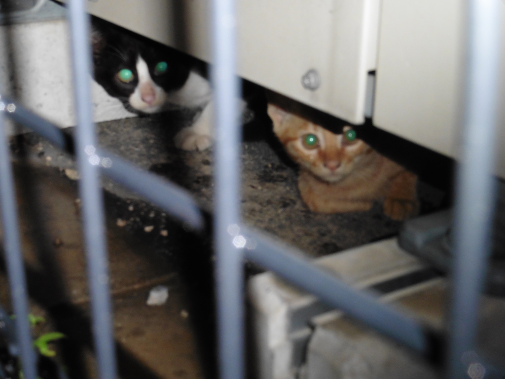 夜隅に隠れる２匹の子猫ちゃん