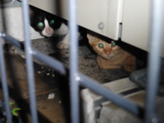 夜隅に隠れる２匹の子猫ちゃん