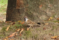 スズメちゃん③