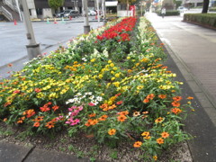 色とりどりの花壇の花